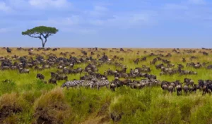 best safari location for first-timers