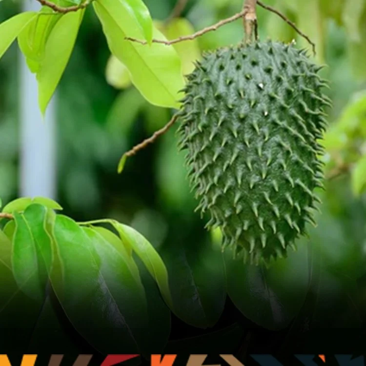 15 health benefits of soursop leaves