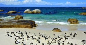 The Boulders Beach, South Africa