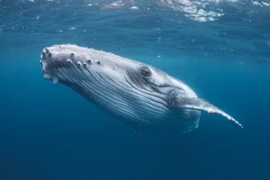 when a Whale dies